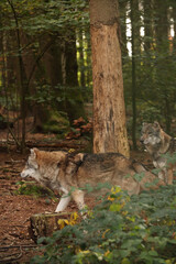 The wolf lies among the bushes. Posing for a photo. Wild park. Contact with animals.