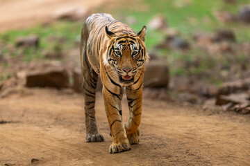 wild royal bengal male tiger or panthera tigris tigris head on walking eye contact on forest track...