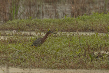 Green Heron looks for lunch in the marsh