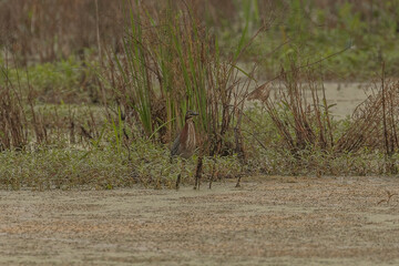 Green Heron looks for lunch in the marsh