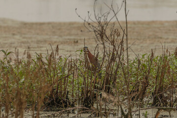 Green Heron looks for lunch in the marsh