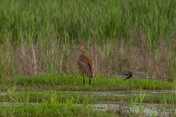 Sandhill Crane and Red-winged Blackbird spar in the marsh