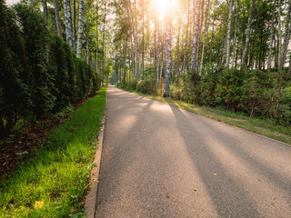 Fototapeta premium Empty footpath by a stunning birch tree forest. Lining close to nature concept. Walk and enjoy scenery concept. Nobody. Sun flare and glow. Calm nature view.