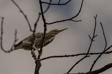 Green Heron perched on a tree branch in the marsh