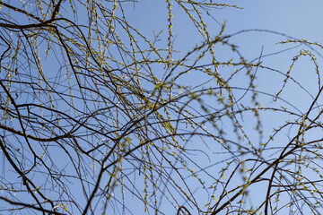 leafless willow trees in the spring season