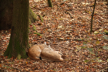 Lynx sleep in the forest. Posing for a photo. Wild park. Contact with animals.