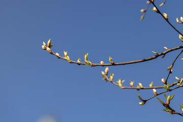 the branches of the bird cherry tree in the spring season