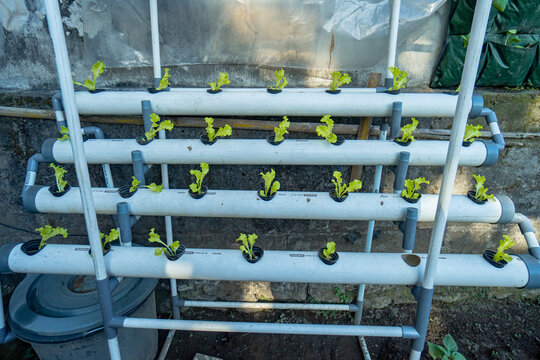 Rows of plant seeds using a hydroponic growing system in a narrow room. A popular hydroponic growing system in urban areas uses pralon pipes in environmentally friendly gardens