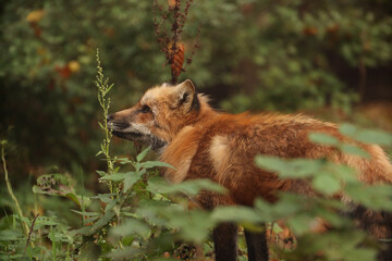 A fox in the forest among the bushes. Posing for a photo. Wild park. Contact with animals.
