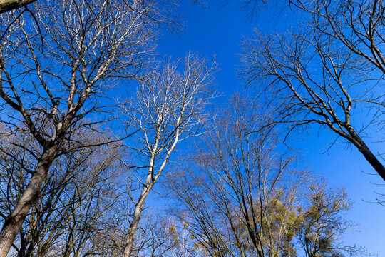 deciduous trees in the park in the spring season
