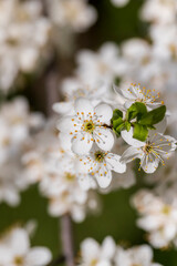 cherry blossoms in the orchard in spring