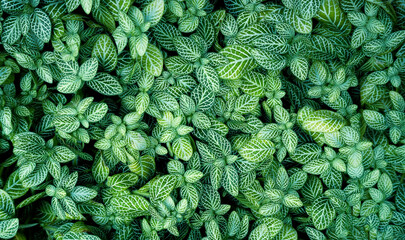 Abstract on fresh green leaves on pattern textured background. 