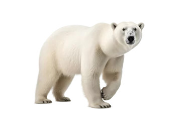 Foto op Canvas Polar Bear Walking Isolated on Transparent Background - Generative AI © Yasir