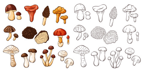 Edible mushrooms collection in line art and cartoon style. Hand drawn food drawings. Forest plants sketches. Perfect for recipe, menu, label, icon, packaging. Vector illustration isolated on a white © Iryna