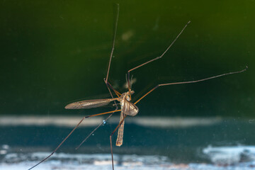 spider on a web