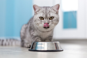 Hungry grey british cat sitting next to bowl of food at home kitchen and looking at camera.. - obrazy, fototapety, plakaty