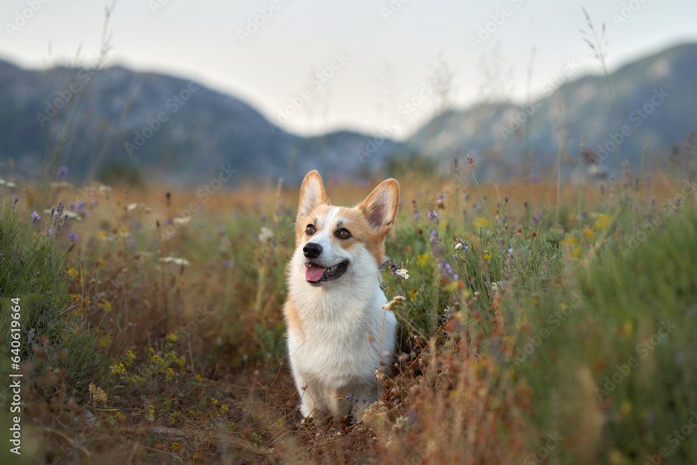 Wall mural dog in a flowery field. smiling pembroke corgi in nature. pet outside