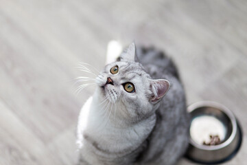 Beautiful little grey tabby kitten sitting by a bowl of milk, food, meat placed on the living room...