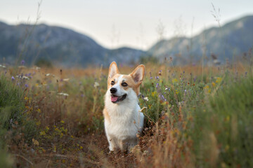 dog in a flowery field. smiling pembroke corgi in nature. Pet outside 