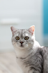 Portrait cute striped gray british kitten with big eyes sitting on wooden floor at home. cat looking in camera. Concept of funny adorable cat pets..