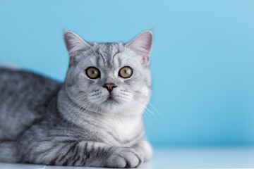 Cute grey british tabby shorthair cat on blue background.