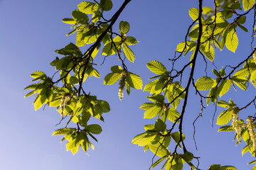 green foliage on hornbeam tree in spring bloom