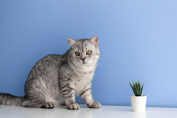 Cute curious little gray british kitten sniffs a potted plant succulent. Concept of a healthy cute kitten. Caring for animals. Animal and cat products advertising concept.