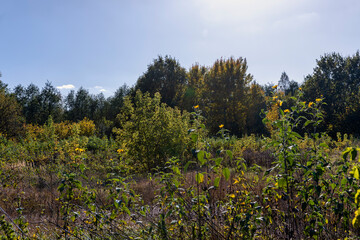 Fototapeta na wymiar Autumn forest with trees during leaf fall