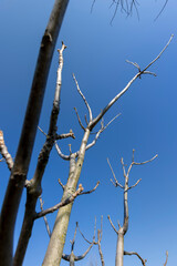 walnut tree branches in the spring season