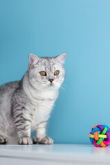 Fototapeta na wymiar portrait of a 6 month old blue british shorthair kitten looking at camera shocked or surprised a light blue room with copy space.