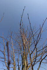 foliage on a linden tree in the spring season