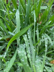 Obraz premium dew on a grass