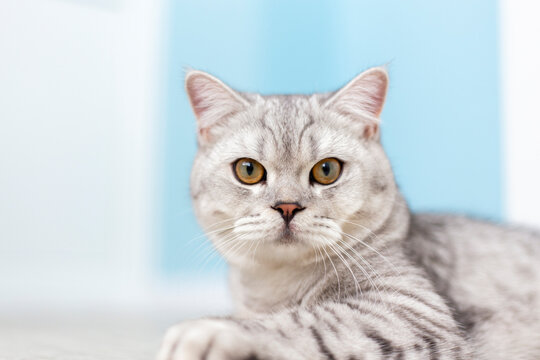 portrait of a 6 month old blue british shorthair kitten looking at camera shocked or surprised a light blue room with copy space.