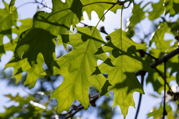 oak with green foliage in summer, beautiful oak