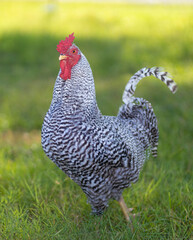 Chicken rooster with one wild feather