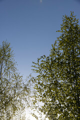 birches with new foliage in the spring season