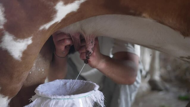 Worker milking a cow on a farm