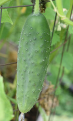 Organic Cucumber Growing in a Vegetable Garden