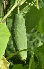 Cucumber Growing in an Organic Vegetable Garden