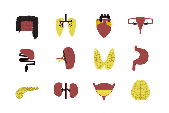 Vector isolated illustrations of human organs for transplantation on white background.