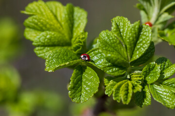 green foliage on a rosehip bush in spring