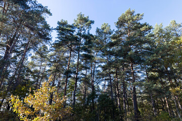 Fototapeta premium Autumn forest with trees during leaf fall