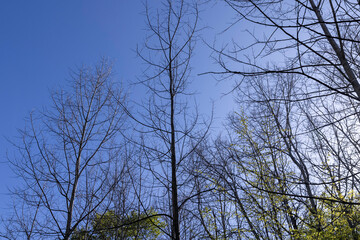 deciduous trees in the forest in the spring season