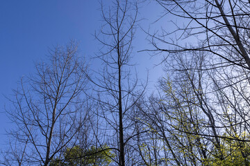 Fototapeta premium deciduous trees in the forest in the spring season