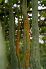 ヘビウリ、瓜、うり、長い、trichosanthes、anguina、ウリ科、オレンジ、果実、実、
植物、緑、野外、日本、東京、自然、薬用植物園、植物園、