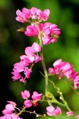 Fototapeta na wymiar Bees eat nectar from bougainvillea flowers