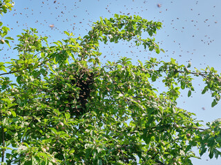 A bee swarm flies out of the hive and concentrates in a ball on an apple tree. The concept of beekeeping and honey production.