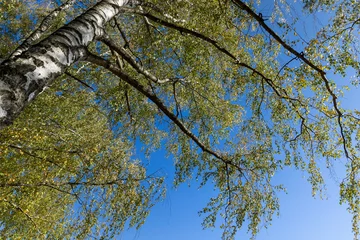 Crédence de cuisine en verre imprimé Bouleau Birch grove with tall birch trees in autumn