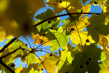 Yellowing maple foliage in the autumn season