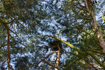 Fototapeta premium pine trees view from bottom to top in spring